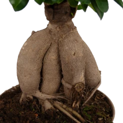 Ficus Microcarpa Ginseng - Bonsai - P20 H45 - Kamerplant -Woondecoratie Winkel ficus microcarpa ginseng bonsai p20 h45 6