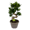 Ficus Microcarpa Ginseng - Bonsai - P25 H70 - Kamerplant -Woondecoratie Winkel ficus microcarpa ginseng bonsai p25 h70 1