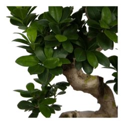 Ficus Microcarpa Ginseng - Bonsai - P25 H70 - Kamerplant -Woondecoratie Winkel ficus microcarpa ginseng bonsai p25 h70 6