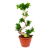 Ficus Microcarpa Ginseng - Bonsai - P29 H90 - Kamerplant 2 Ficus Microcarpa Ginseng - Bonsai - P29 H90 - Kamerplant -Woondecoratie Winkel ficus microcarpa ginseng bonsai p29 h90 1
