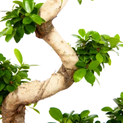 Ficus Microcarpa Ginseng - Bonsai - P29 H90 - Kamerplant -Woondecoratie Winkel ficus microcarpa ginseng bonsai p29 h90 6