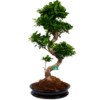Ficus Microcarpa Ginseng In Zwarte Pot - Bonsai - P52 H100 - Kamerplant -Woondecoratie Winkel ficus microcarpa ginseng bonsai p42 h90 4