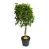 Ficus Microcarpa Nitida Op Gevlochten Stam - Treurvijg - P24 H100 - Kamerplant -Woondecoratie Winkel ficus microcarpa nitida op gevlochten stam treurvijg p24 h100 1