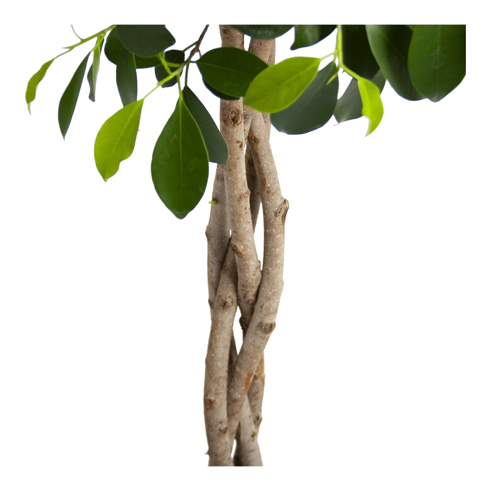 Ficus Microcarpa Nitida Op Gevlochten Stam - Treurvijg - P24 H100 - Kamerplant 5 Ficus Microcarpa Nitida Op Gevlochten Stam - Treurvijg - P24 H100 - Kamerplant - Afbeelding 3