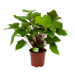 Woondecoratie Winkel 25 Homalomena Rubescens 'Maggy' - P19 H60 - Kamerplant
