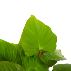 Woondecoratie Winkel -Woondecoratie Winkel homalomena rubescens maggy p19 h60 5 2