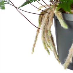 Humata Tyermannii - In Hangpot - P17 H30 - Kamerplant 8 Humata Tyermannii - In Hangpot - P17 H30 - Kamerplant -Woondecoratie Winkel humata tyermannii in hangpot p17 h30 6