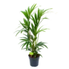 Kentiapalm - Howea Forsteriana - P19 H90 - Kamerplant -Woondecoratie Winkel kentiapalm howea forsteriana p19 h90 1 1