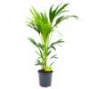 Kentiapalm - Howea Forsteriana - P21 H100 - Kamerplant