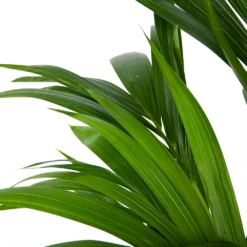 Kentiapalm - Howea Forsteriana - P21 H120 - Kamerplant -Woondecoratie Winkel kentiapalm howea forsteriana p21 h120 6