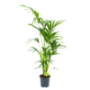 Kentiapalm - Howea Forsteriana - P21 H140 - Kamerplant -Woondecoratie Winkel kentiapalm howea forsteriana p21 h140 4