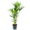 Kentiapalm - Howea Forsteriana - P24 H140 - Kamerplant -Woondecoratie Winkel kentiapalm howea forsteriana p24 h140 1 1