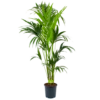 Kentiapalm - Howea Forsteriana - P24 H170 - Kamerplant 1 Kentiapalm - Howea Forsteriana - P24 H170 - Kamerplant -Woondecoratie Winkel kentiapalm howea forsteriana p24cm h170cm 4