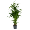 Kentiapalm - Howea Forsteriana - P27 H170 - Kamerplant 1 Kentiapalm - Howea Forsteriana - P27 H170 - Kamerplant -Woondecoratie Winkel kentiapalm howea forsteriana p27 h170 1