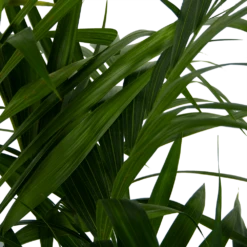 Kentiapalm - Howea Forsteriana - P27 H170 - Kamerplant 10 Kentiapalm - Howea Forsteriana - P27 H170 - Kamerplant -Woondecoratie Winkel kentiapalm howea forsteriana p27 h170 6