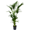 Kentiapalm - Howea Forsteriana - P27 H200 - Kamerplant 2 Kentiapalm - Howea Forsteriana - P27 H200 - Kamerplant -Woondecoratie Winkel kentiapalm howea forsteriana p27cm h200cm 4
