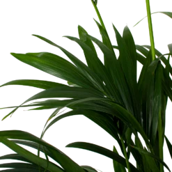 Kentiapalm - Howea Forsteriana - P27 H200 - Kamerplant -Woondecoratie Winkel kentiapalm howea forsteriana p27cm h200cm 5