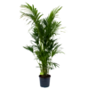 Kentiapalm - Howea Forsteriana - P32 H200 - Kamerplant -Woondecoratie Winkel kentiapalm howea forsteriana p32 h200 1 1