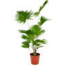 Livistona Rotundifolia - Chinese Schermpalm - P24 H100 - Kamerplant -Woondecoratie Winkel livistona rotundifolia chinese schermpalm p24 h100 kamerplant 1