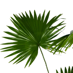 Livistona Rotundifolia - Chinese Schermpalm - P24 H100 - Kamerplant -Woondecoratie Winkel livistona rotundifolia chinese schermpalm p24 h100 kamerplant 3