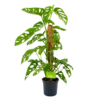 Monstera Adansonii Op Mosstok - Monkey Mask/Leaf- P16 H65 - Kamerplant -Woondecoratie Winkel monstera adansonii monkey mask rimpelgatenplant p16 h65 4