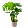Monstera Deliciosa - Gatenplant - P17 H65 - Kamerplant 2 Monstera Deliciosa - Gatenplant - P17 H65 - Kamerplant -Woondecoratie Winkel monstera deliciosa gatenplant p17 h65 4