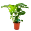 Monstera Deliciosa - Gatenplant - P21 H75 - Kamerplant -Woondecoratie Winkel monstera deliciosa gatenplant p21 h75 4