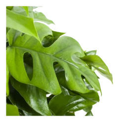 Monstera Minima - Gatenplant - In Hangpot - P27 H30 - Kamerplant 8 Monstera Minima - Gatenplant - In Hangpot - P27 H30 - Kamerplant -Woondecoratie Winkel monstera minima gatenplant in hangpot p27 h30 6