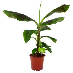 Musa Dwarf Cavendish - Bananenplant - P21 H90 - Kamerplant