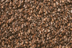 Natuflex Droogloopmat - 80x50cm - Donker Bruin - Deurmat -Woondecoratie Winkel natuflex droogloopmat donker bruin deurmat 3