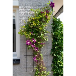 Nature - Metalen Klimrek Geplastificeerd Grijs H145x57cm 7 Nature - Metalen Klimrek Geplastificeerd Grijs H145x57cm -Woondecoratie Winkel nature metalen klimrek geplastificeerd grijs h145x57cm 2 2