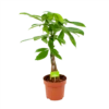 Pachira Aquatica - Geldboom - P17 H60 - Kamerplant 2 Pachira Aquatica - Geldboom - P17 H60 - Kamerplant -Woondecoratie Winkel pachira aquatica geldboom p17 h60 1