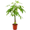 Pachira Aquatica - Geldboom - P19 H80 - Kamerplant -Woondecoratie Winkel pachira aquatica geldboom p19 h80 4