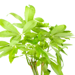 Pachira Aquatica - Geldboom - P24 H135 - Kamerplant -Woondecoratie Winkel pachira aquatica geldboom p24 h135 6