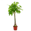 Pachira Aquatica - Geldboom - P35 H190 - Kamerplant -Woondecoratie Winkel pachira aquatica geldboom p35 h190 1