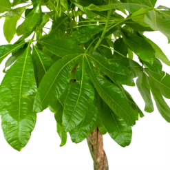 Pachira Aquatica - Geldboom - P35 H190 - Kamerplant -Woondecoratie Winkel pachira aquatica geldboom p35 h190 6