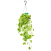 Peperomia Scandens Variegata - In Hangpot - P17 H30 - Kamerplant -Woondecoratie Winkel peperomia scandens variegata in hangpot p17 h30 1