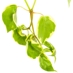 Peperomia Scandens Variegata - In Hangpot - P17 H30 - Kamerplant -Woondecoratie Winkel peperomia scandens variegata in hangpot p17 h30 6