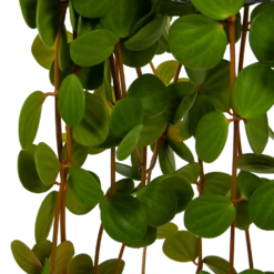 Peperomia Tetraphylla - In Hangpot - P15 H25 - Kamerplant -Woondecoratie Winkel peperomia tetraphylla in hangpot p15 h25 6