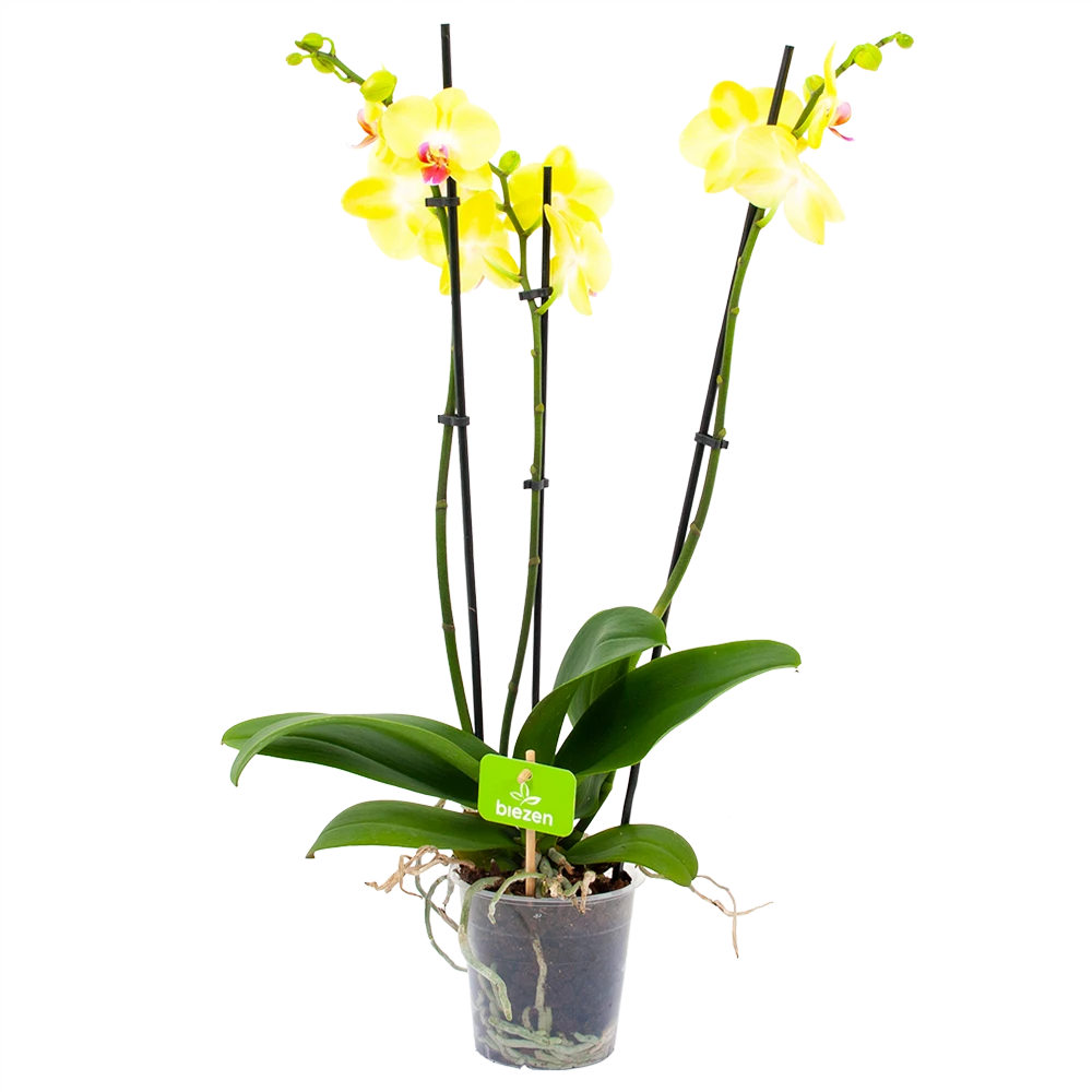 3 Taks Phalaenopsis Limelight - Vlinderorchidee - P12 H60 - Kamerplant 3 3 Taks Phalaenopsis Limelight - Vlinderorchidee - P12 H60 - Kamerplant