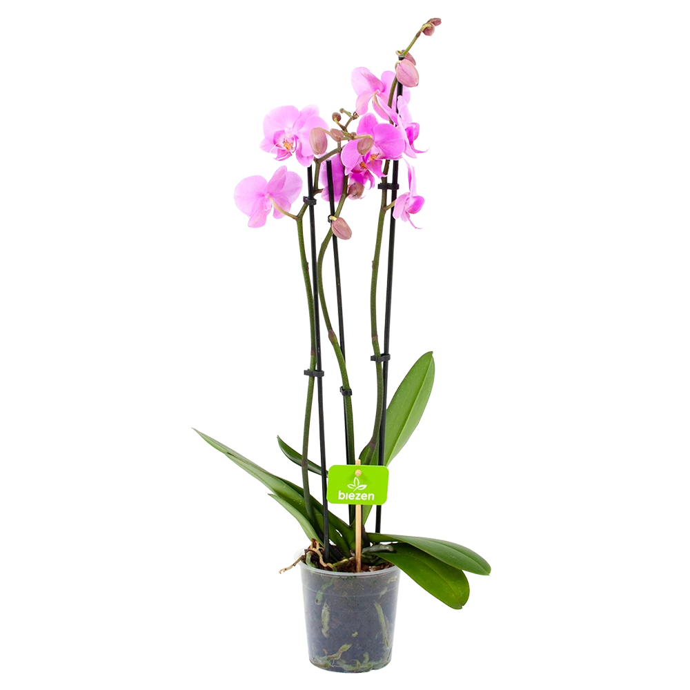 3 Taks Phalaenopsis Bloomington - Vlinderorchidee - P12 H60 - Kamerplant 3 3 Taks Phalaenopsis Bloomington - Vlinderorchidee - P12 H60 - Kamerplant