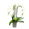 Phalaenopsis - Vlinderorchidee - 3 Taks - Waterfall - P12 H60 Wit - Kamerplant