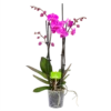 4 Taks Phalaenopsis Evolution - Vlinderorchidee - P12 H60 - Kamerplant -Woondecoratie Winkel phalaenopsis vlinderorchidee 4 taks p12 h60 donker roze 4