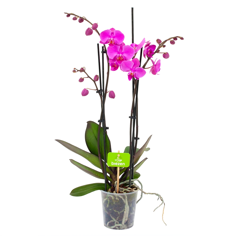 4 Taks Phalaenopsis Evolution - Vlinderorchidee - P12 H60 - Kamerplant 3 4 Taks Phalaenopsis Evolution - Vlinderorchidee - P12 H60 - Kamerplant