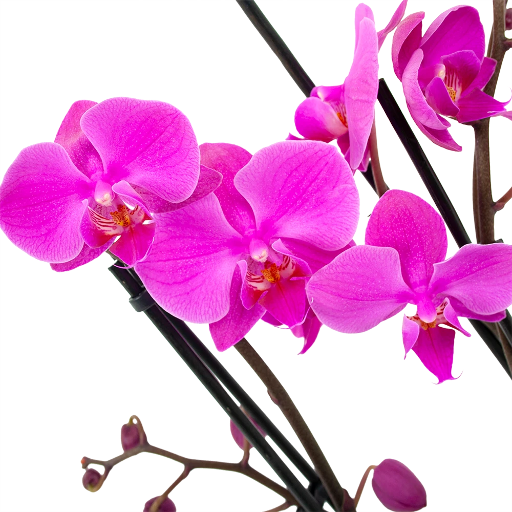 4 Taks Phalaenopsis Evolution - Vlinderorchidee - P12 H60 - Kamerplant 4 4 Taks Phalaenopsis Evolution - Vlinderorchidee - P12 H60 - Kamerplant - Afbeelding 2