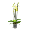 4 Taks Phalaenopsis Volterra - Vlinderorchidee - P12 H60 - Kamerplant -Woondecoratie Winkel phalaenopsis vlinderorchidee 4 taks p12 h60 geel 4