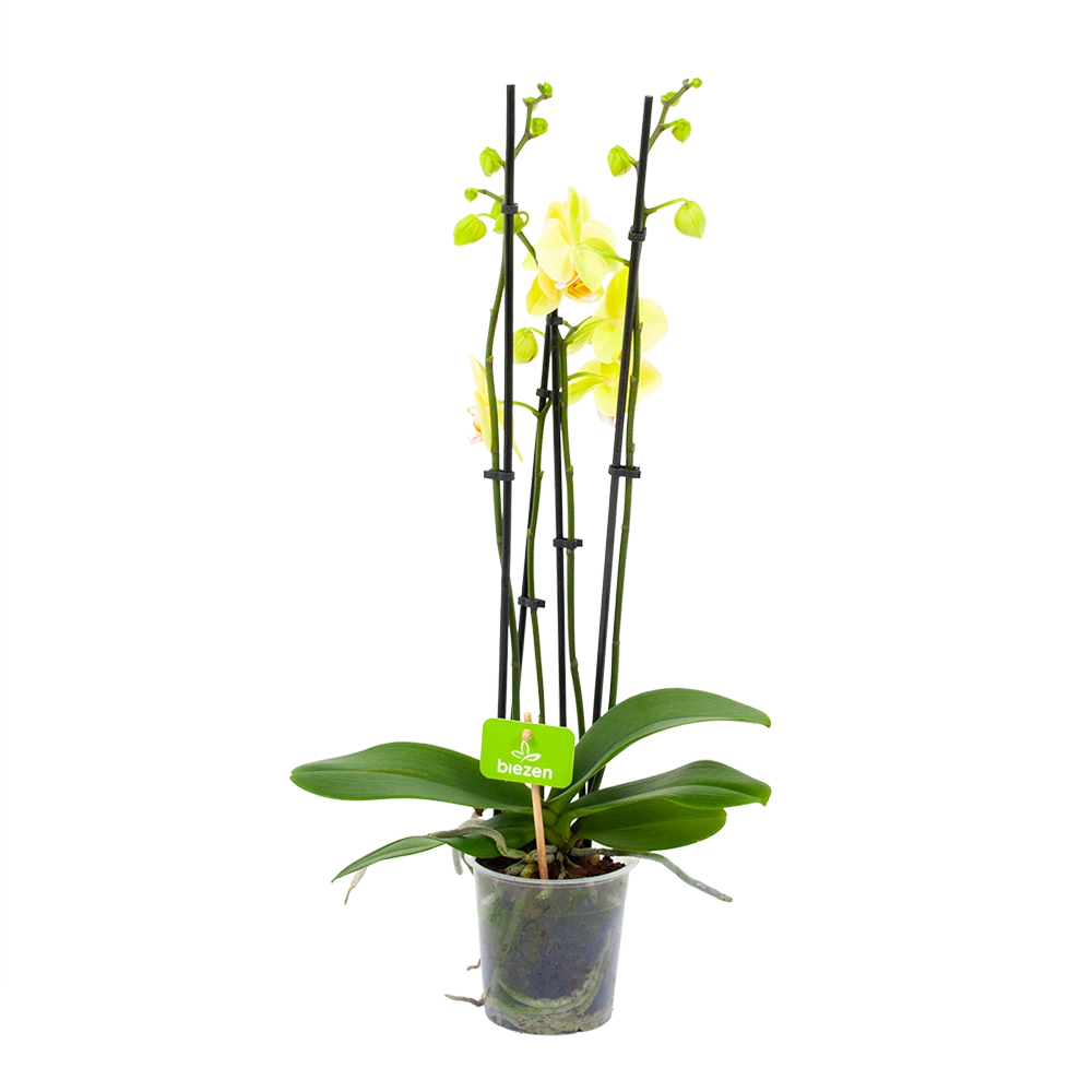 4 Taks Phalaenopsis Volterra - Vlinderorchidee - P12 H60 - Kamerplant 3 4 Taks Phalaenopsis Volterra - Vlinderorchidee - P12 H60 - Kamerplant