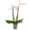 4 Taks Phalaenopsis Denver - Vlinderorchidee - P12 H60 - Kamerplant -Woondecoratie Winkel phalaenopsis vlinderorchidee 4 taks p12cm h60cm wit roze 4