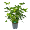 Philodendron Atlantis - P21 H75 - Kamerplant -Woondecoratie Winkel philodendron atlantis p21 h75 kamerplant 1