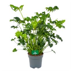 Philodendron Atlantis - P21 H75 - Kamerplant